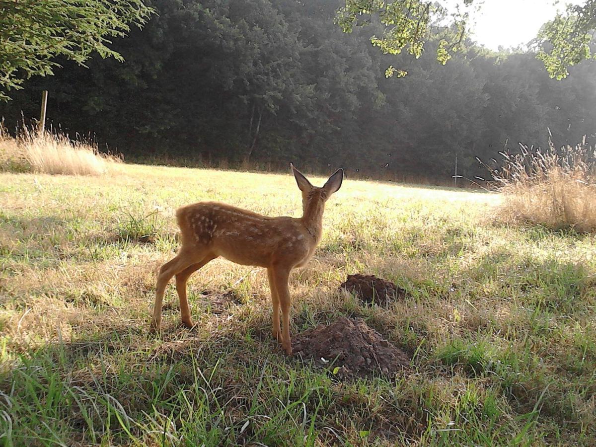 Le Rucher Bois-Normand-près-Lyre エクステリア 写真