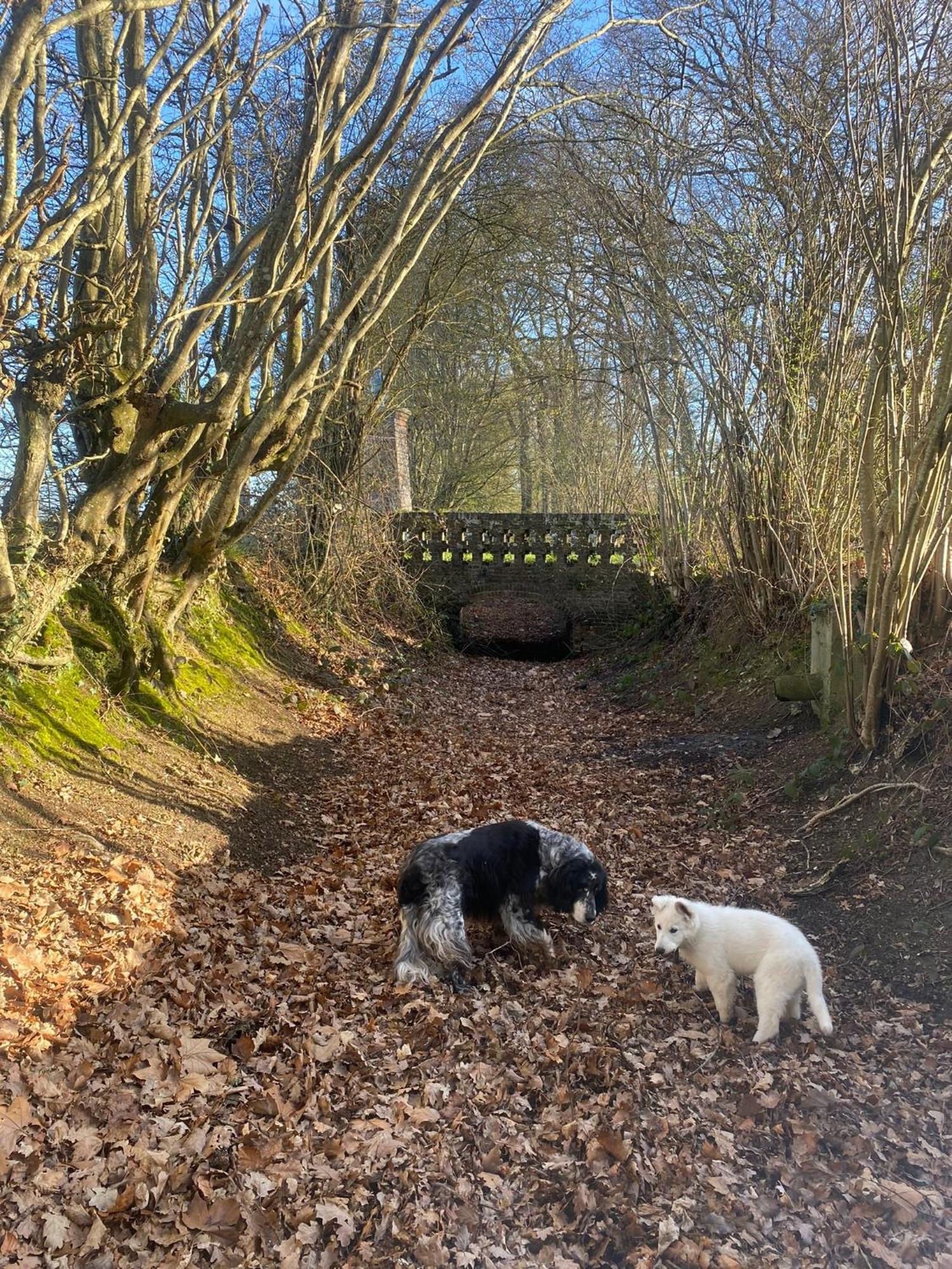 Le Rucher Bois-Normand-près-Lyre エクステリア 写真